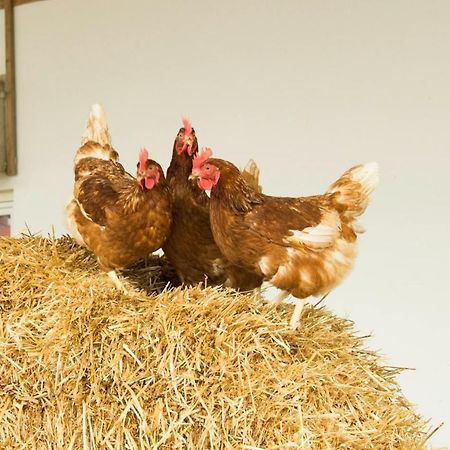 Ferienwohnung Murg Niederhof ภายนอก รูปภาพ